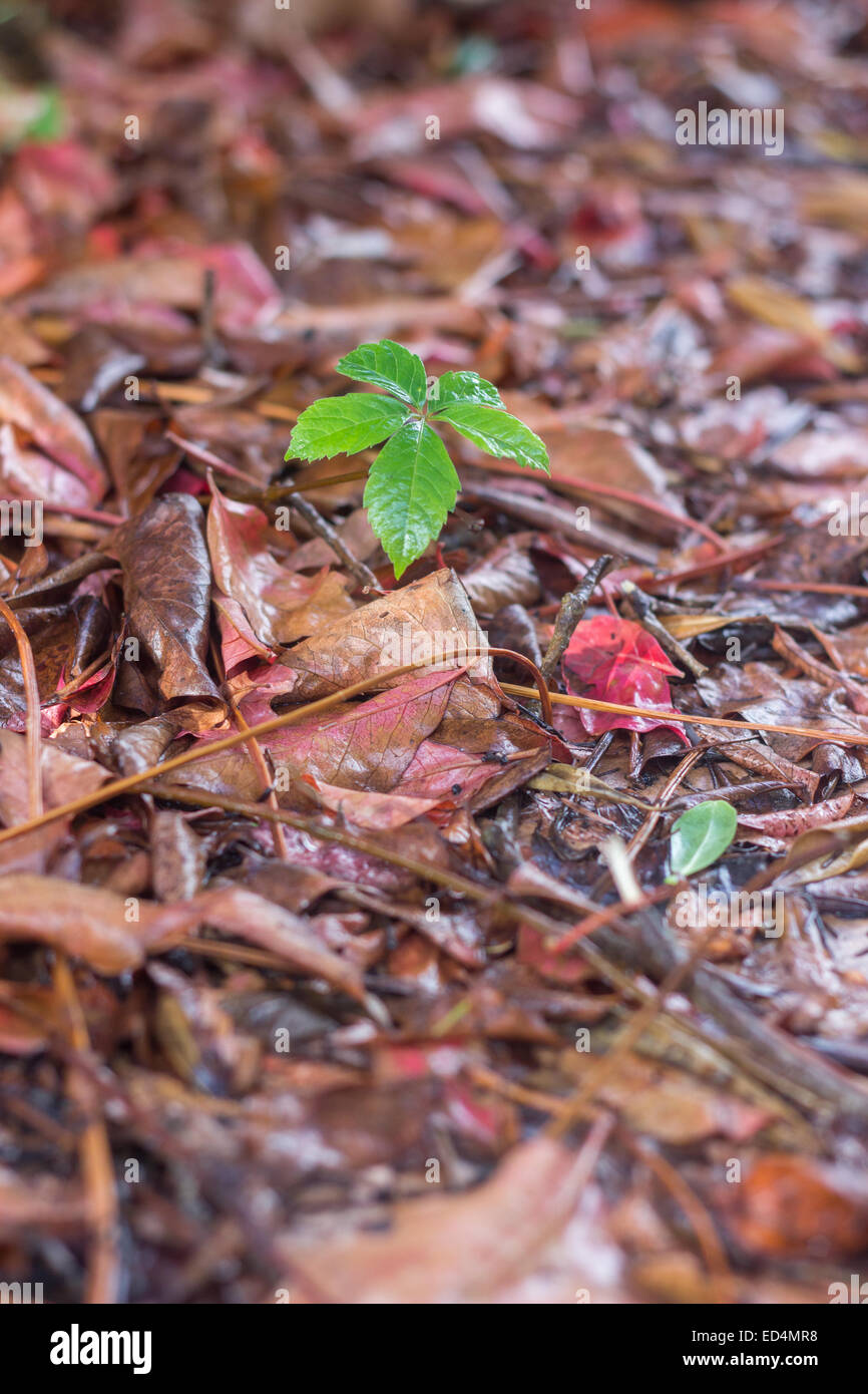 Nuovo impianto di foglie di albero che cresce fino a garden autunno 'caduto foglie " verde rosso marrone Foto Stock