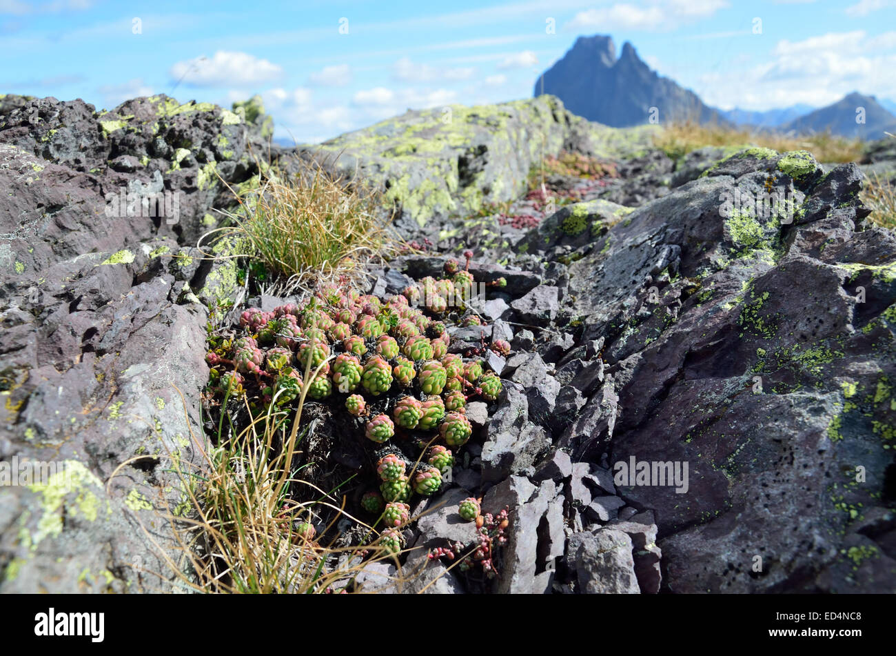 Piante di alta montagna immagini e fotografie stock ad alta risoluzione -  Alamy