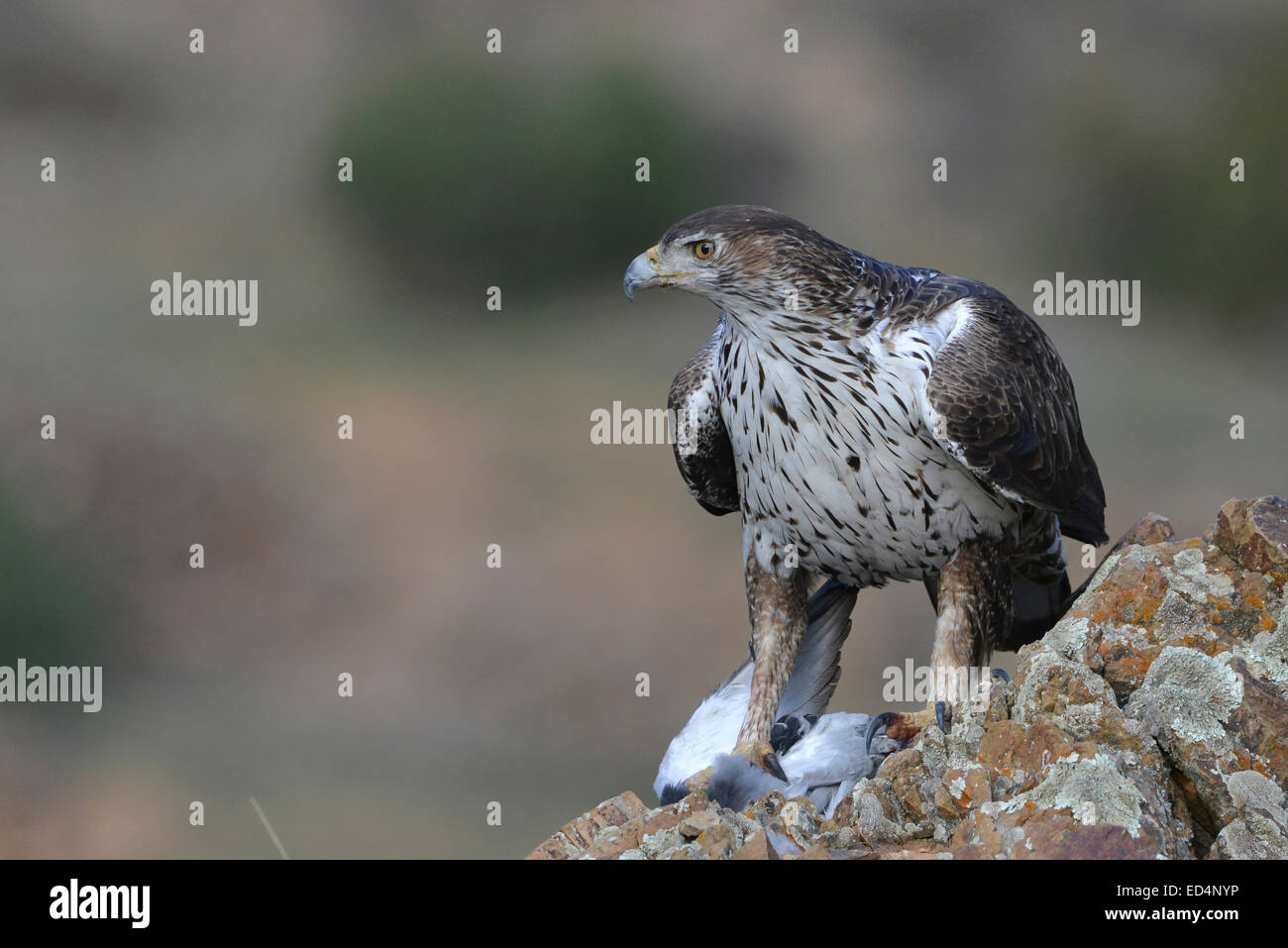 Bonelli Aquila permanente sulla roccia con la vostra preghiera, una colomba, nella riserva dello Zingaro, Italia Foto Stock