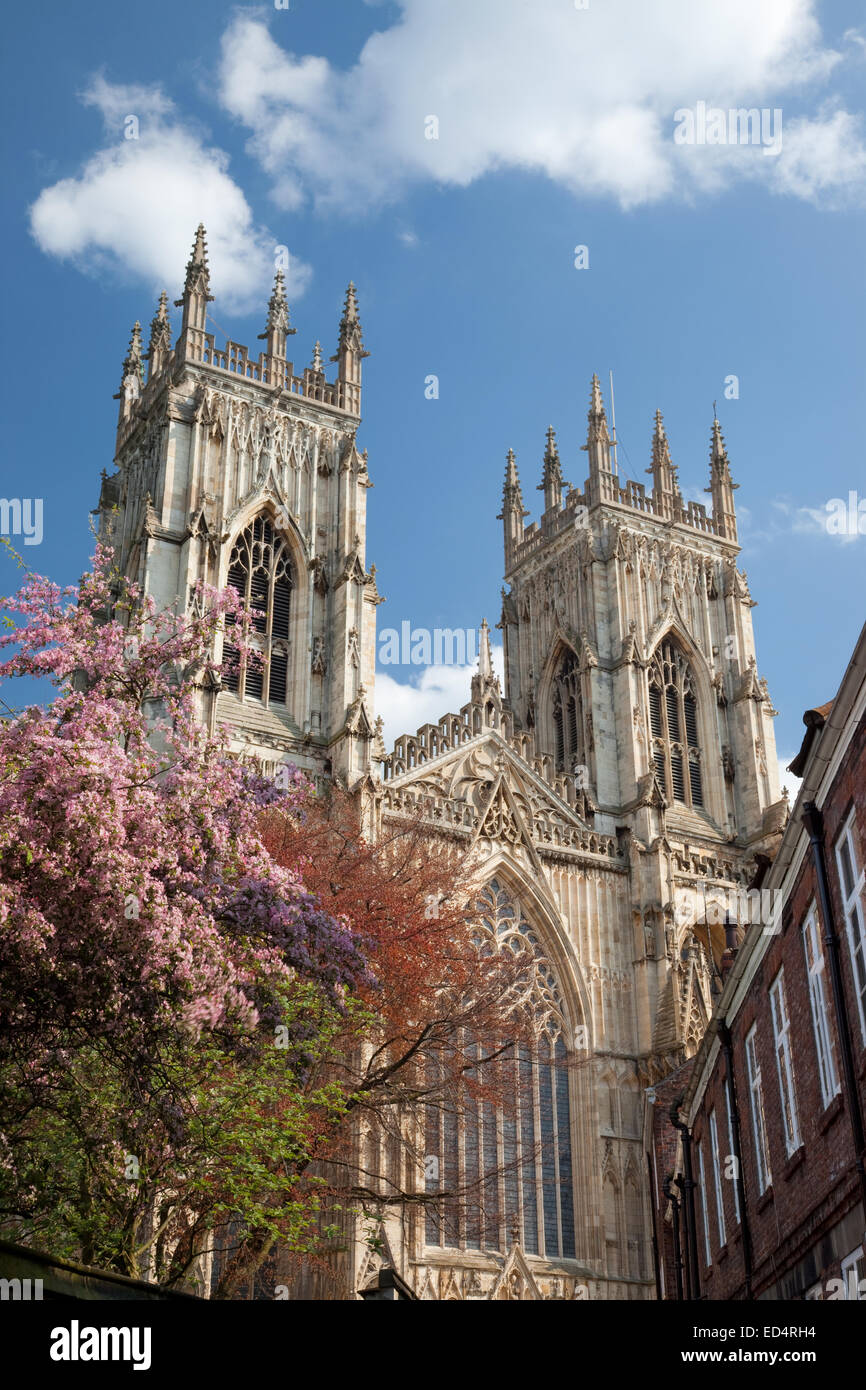 York Minster campanili e fiorisce in primavera, North Yorkshire, Inghilterra. Foto Stock