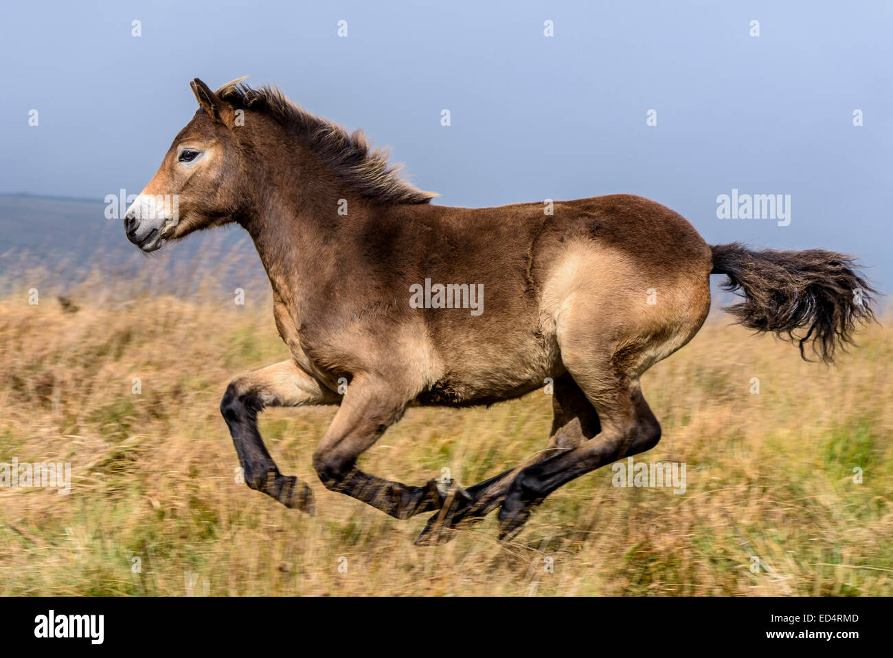 Flat out! Foto Stock