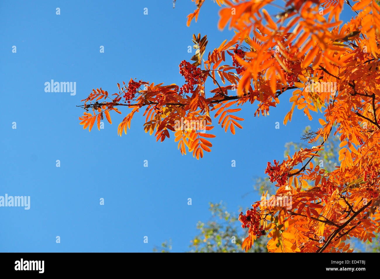 Il tempo di caduta di foglia - bright foglie sui rami. Immagine di foglie di autunno sugli alberi in ottobre. Foto Stock