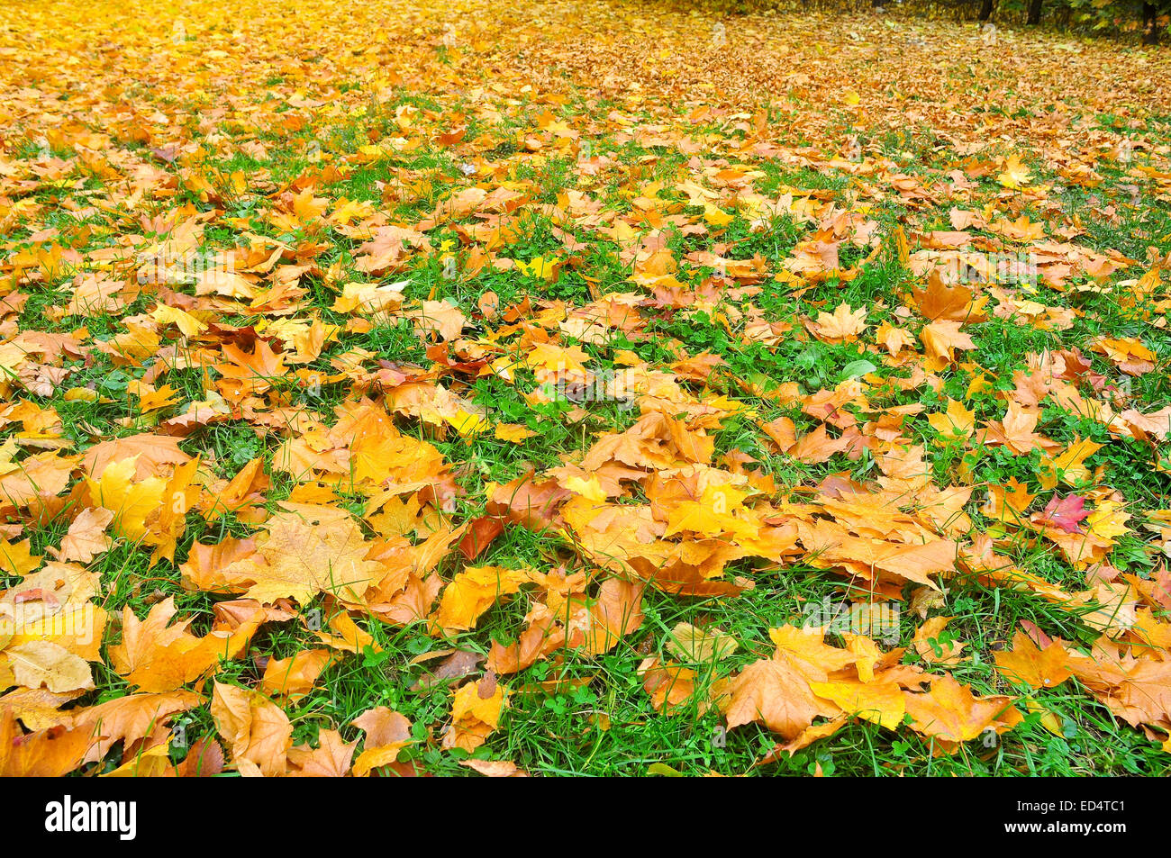 Lo sfondo del caduto foglie di autunno. Un tappeto di foglie brillanti in ottobre sotto i vostri piedi. Foto Stock