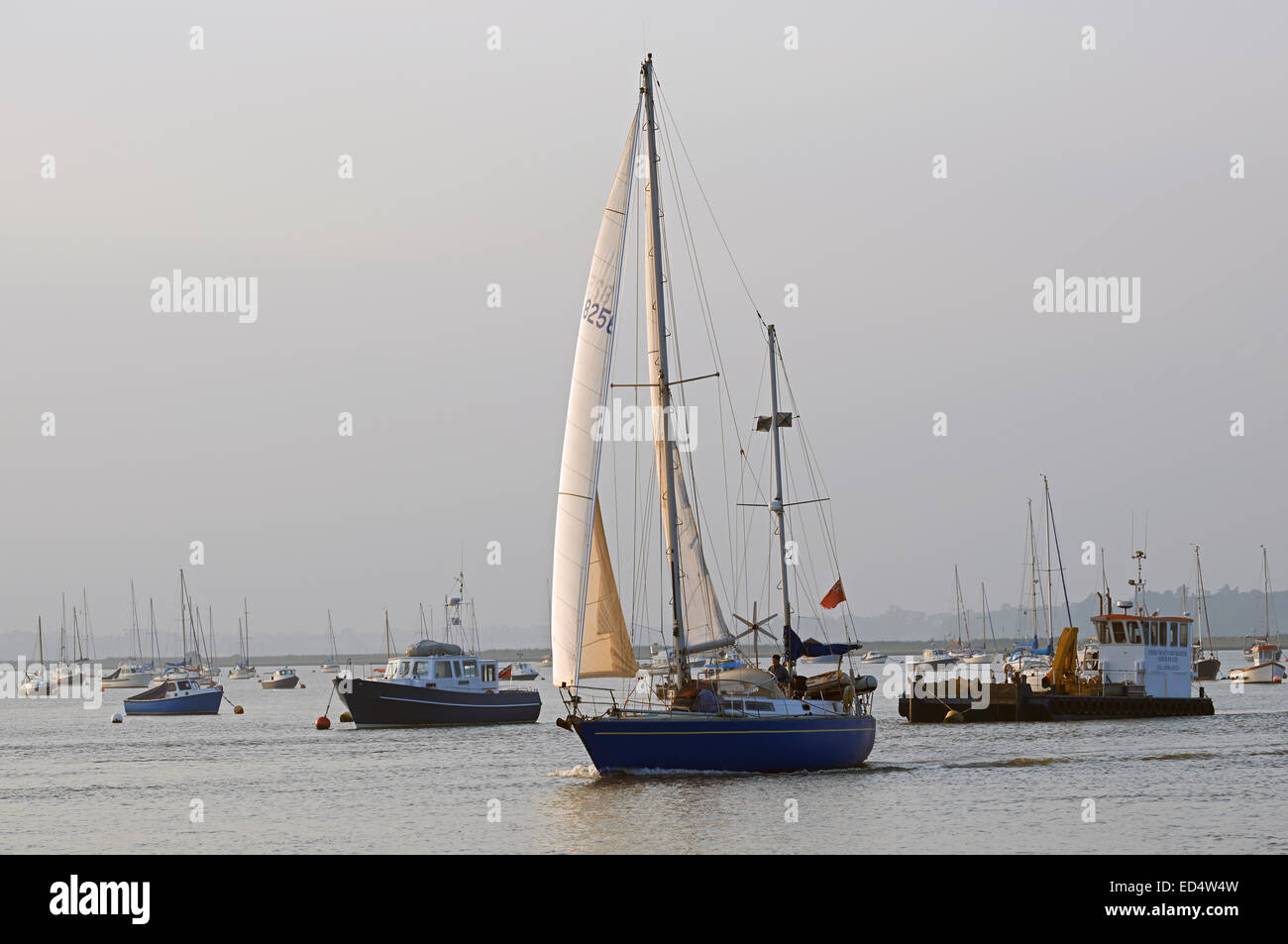 Yacht della vela sul fiume Deben, Bawdsey traghetto, Suffolk, Regno Unito. Foto Stock