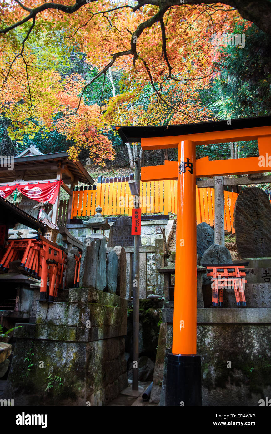 Autunno a Fushimi Inari taisha a Kyoto, Giappone. Foto Stock