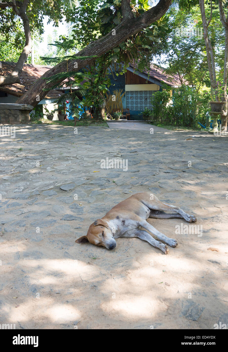 Il cane dorme sul terreno al di fuori Rocky Point Beach Bungalows, Tangalle, sud della provincia, Sri Lanka, in Asia. Foto Stock