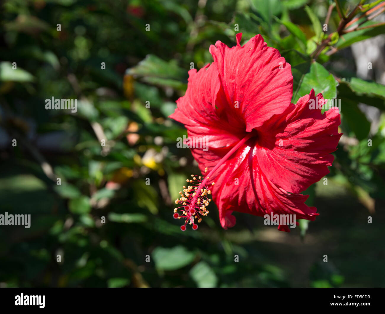 Red Hibiscus (Hibiscus sinensis) in Tangalle giardino, sud della provincia, Sri Lanka asia in dicembre. Foto Stock