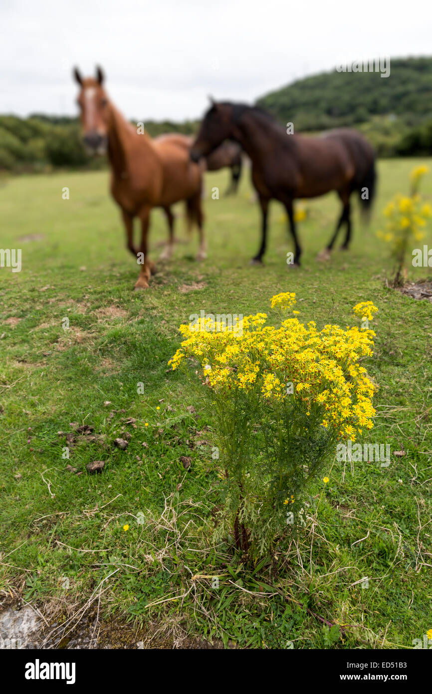 Cavalli con la fioritura tossici erba tossica, Jacobaea vulgaris syn. Senecio jacobaea, Crymlyn Bog nei pressi di Neath e Swansea, Wales, Regno Unito Foto Stock