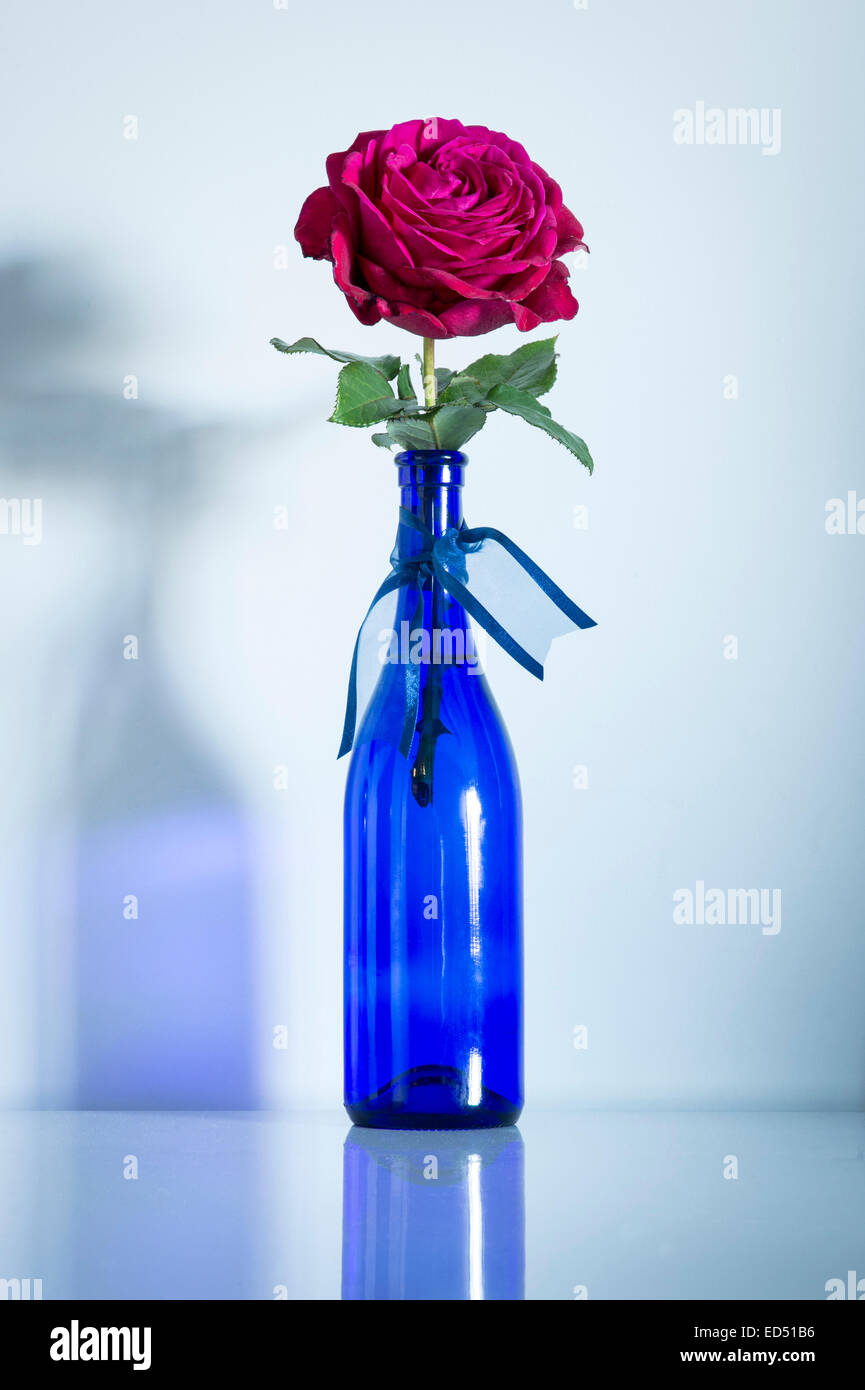 Una rosa rossa in una bottiglia di colore blu con un nastro di colore blu Foto Stock