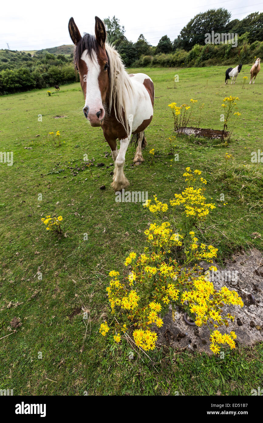 A cavallo con la fioritura tossici erba tossica, Jacobaea vulgaris syn. Senecio jacobaea, Crymlyn Bog nei pressi di Neath e Swansea, Wales, Regno Unito Foto Stock