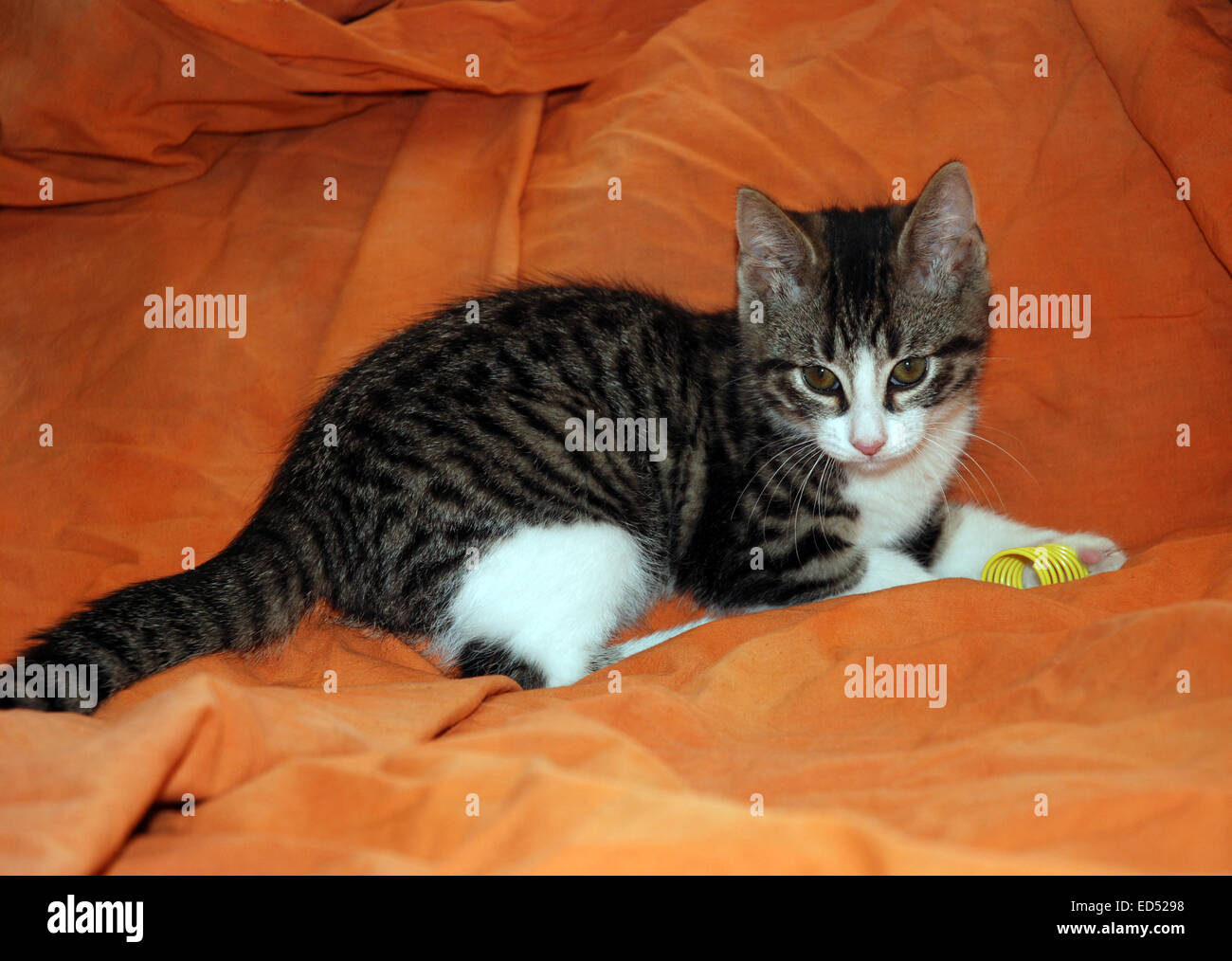 Tabby & white gattino con molla gialla su sfondo arancione Foto Stock