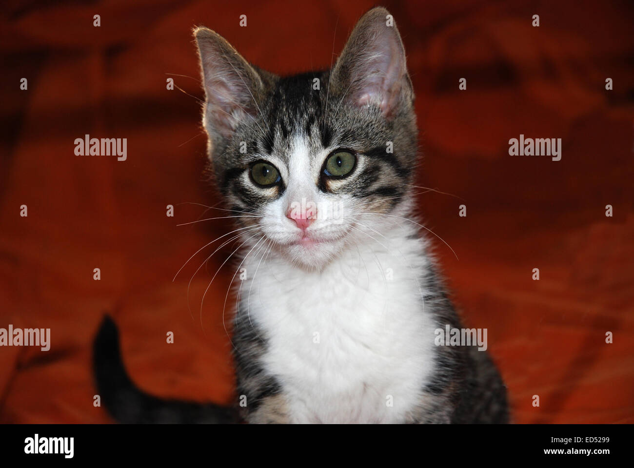 Tabby & cucciolo bianco su sfondo arancione Foto Stock