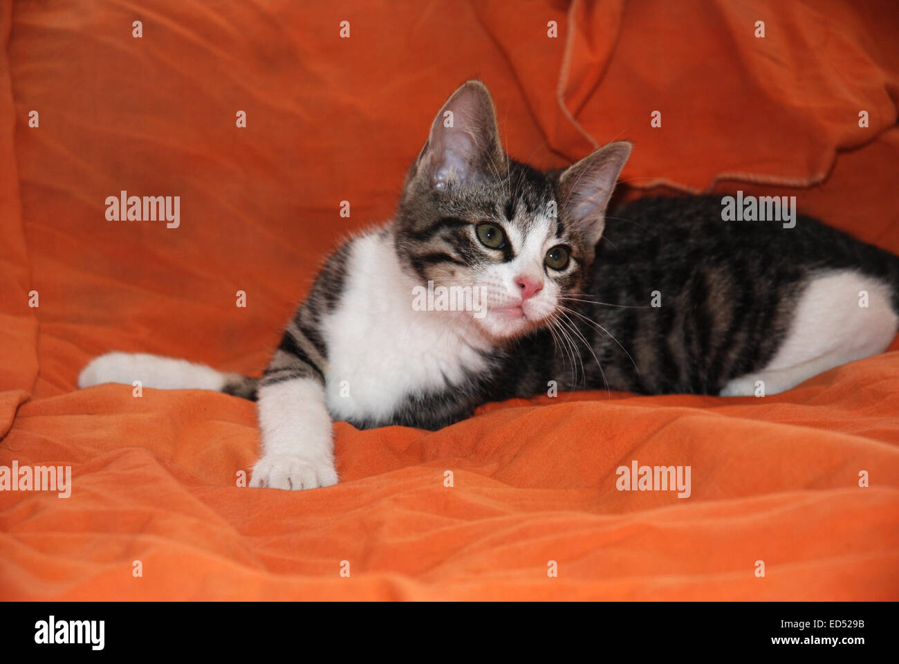 Tabby e bianco gattino posa su sfondo arancione Foto Stock