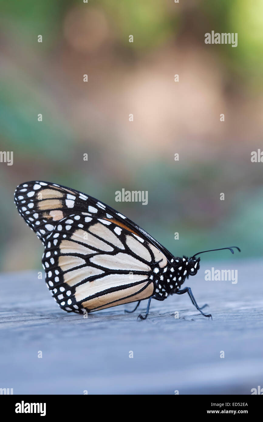 Coloratissima farfalla monarca si appollaia su una rampa di legno contro soft i colori dell'autunno. Foto Stock