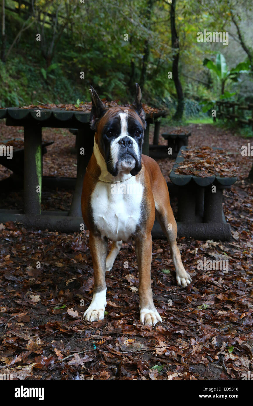 Awesome giovane pugile su un parco in autunno Foto Stock