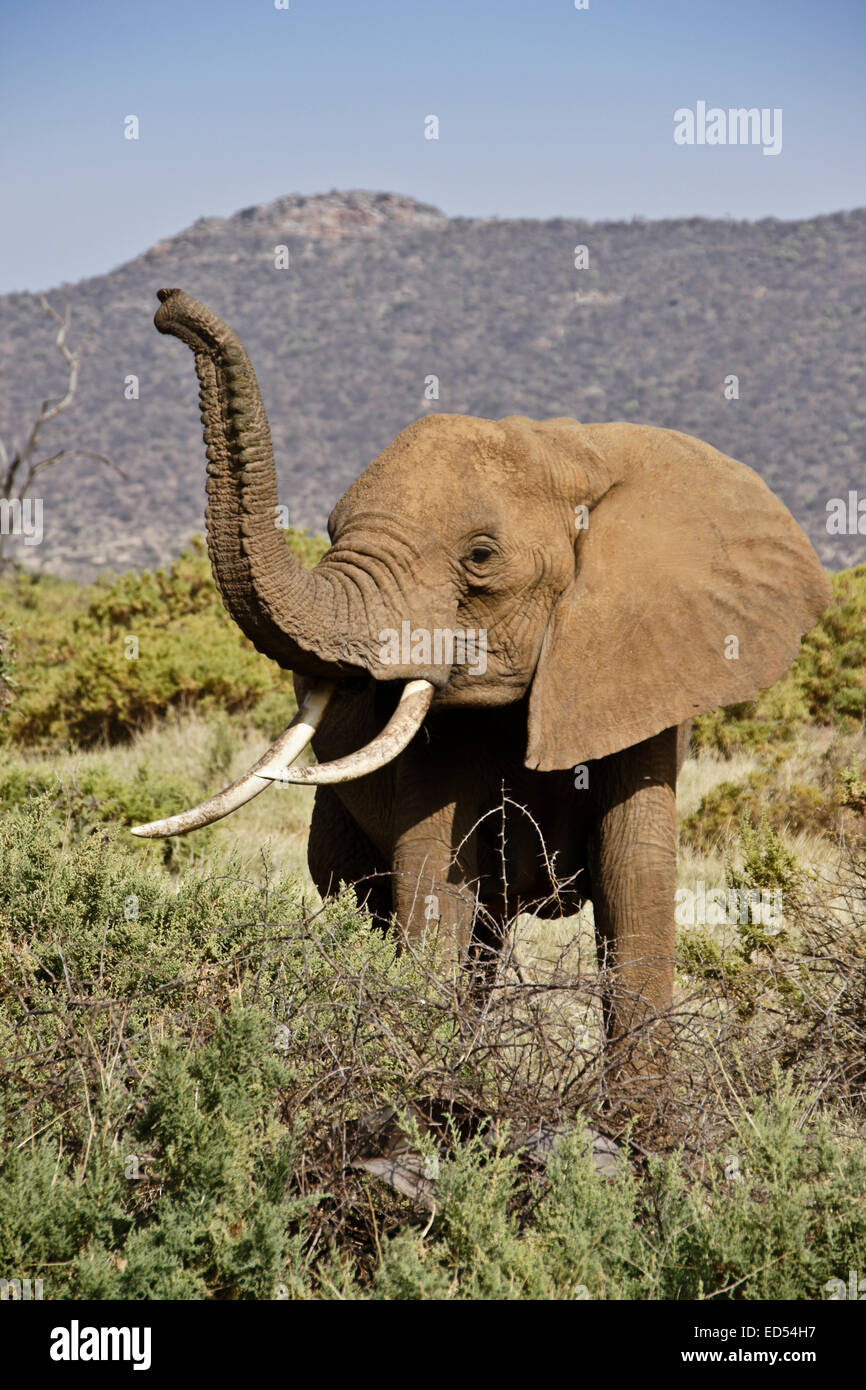 Lo sniffing di elefante aria, Samburu, Kenya Foto Stock