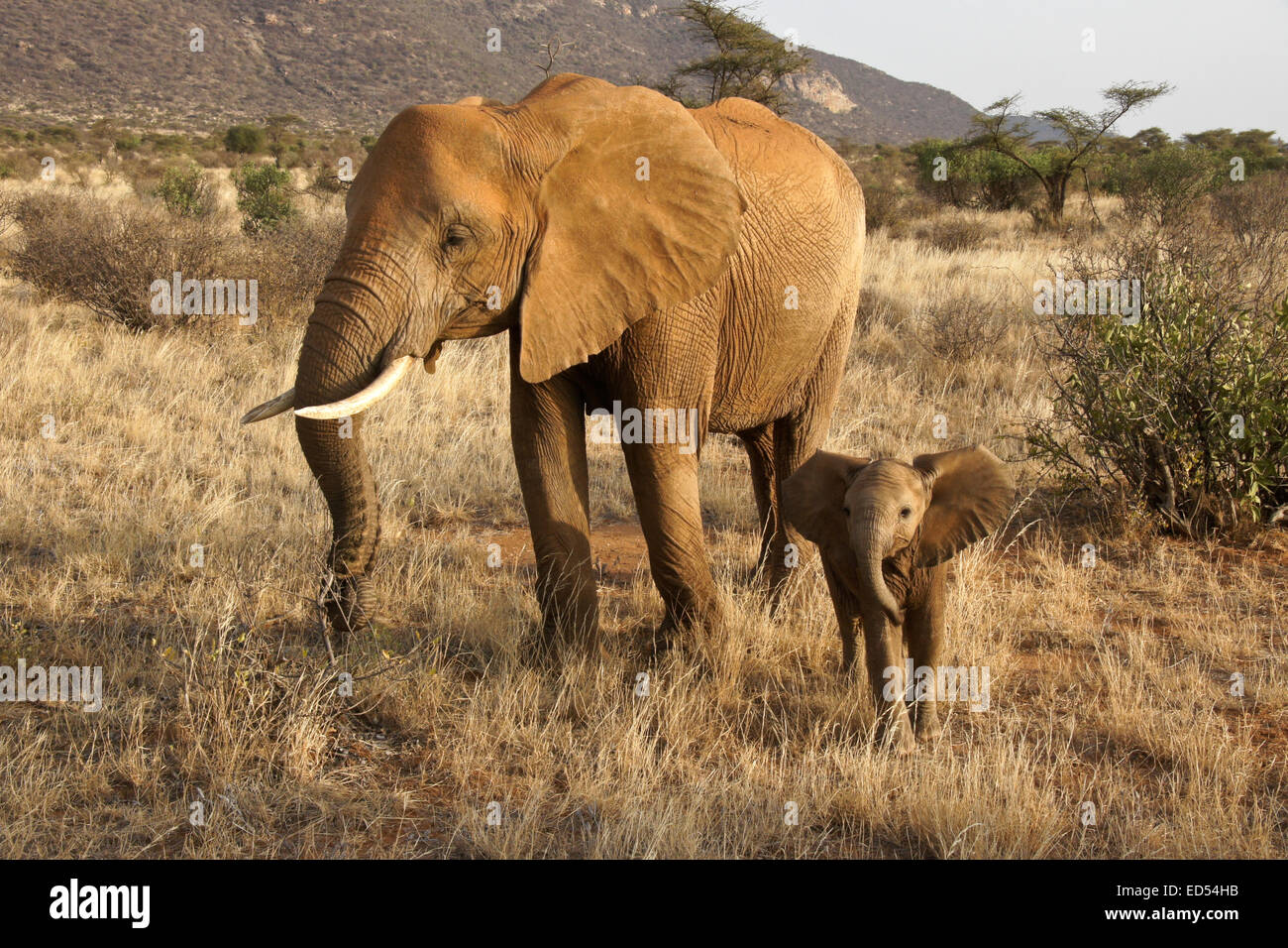 Elefante femmina con vitello di Samburu, Kenya Foto Stock
