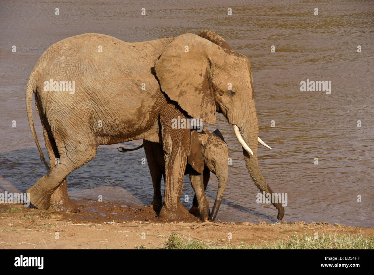 Femmina d'elefante e vitello bere alla Ewaso Nyiro (Uaso Nyiro) river, Samburu, Kenya Foto Stock