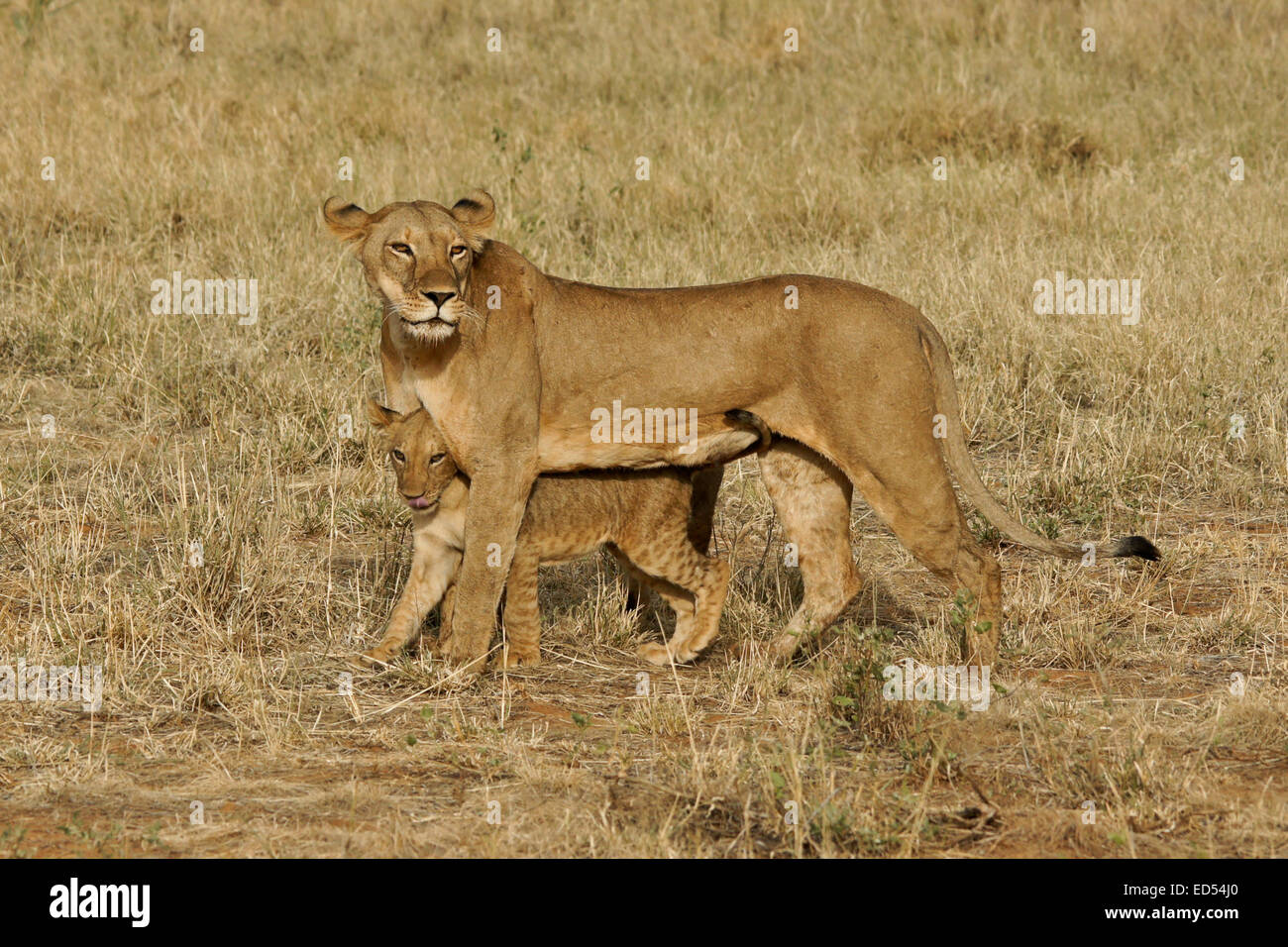Leonessa e cub Samburu, Kenya Foto Stock