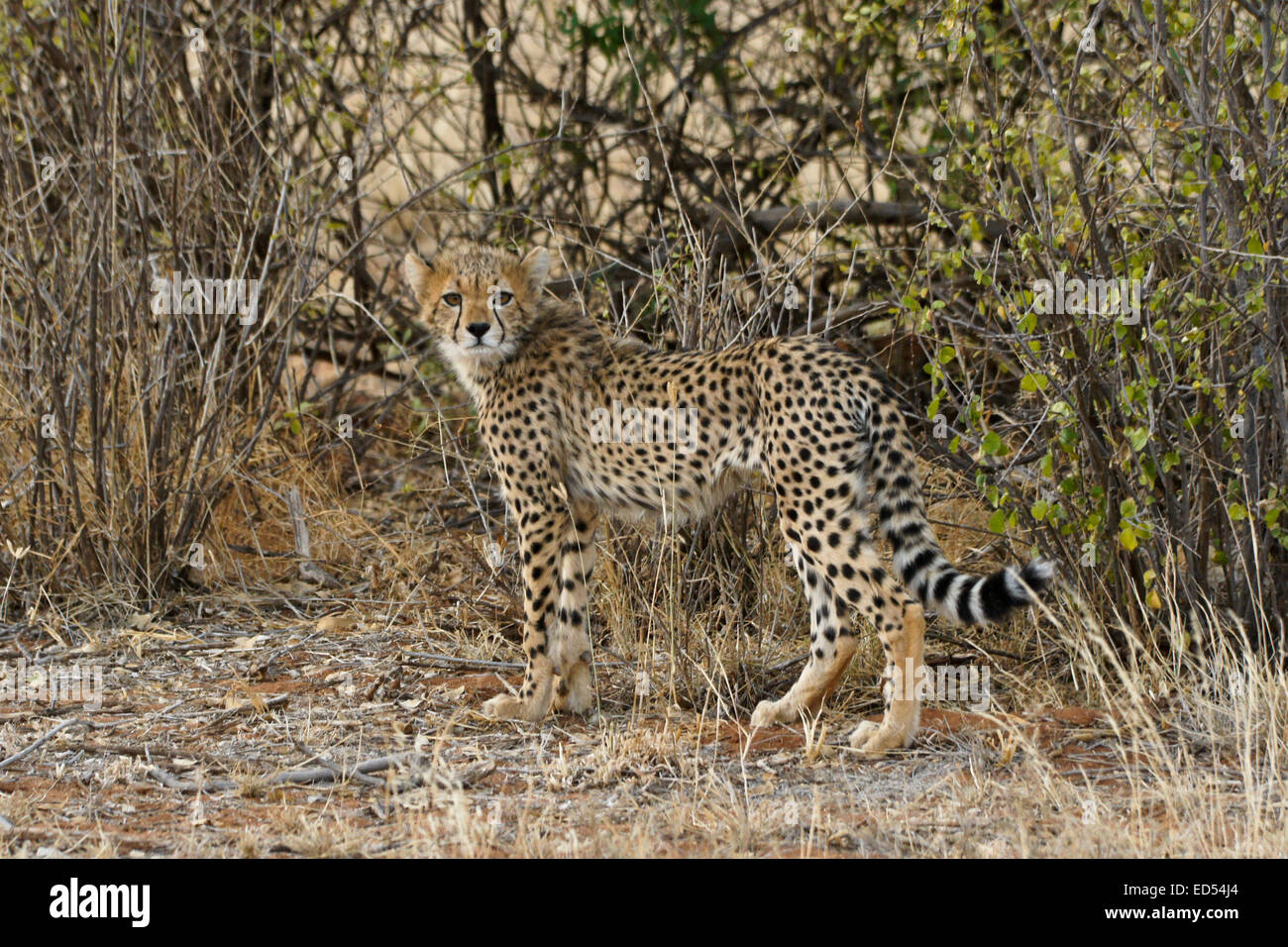 Cheetah cub a secco di bush, Samburu, Kenya Foto Stock