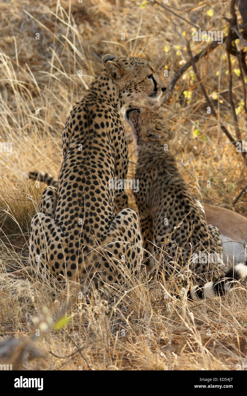 Ghepardo femmina con cub a uccidere gazelle, Samburu, Kenya Foto Stock