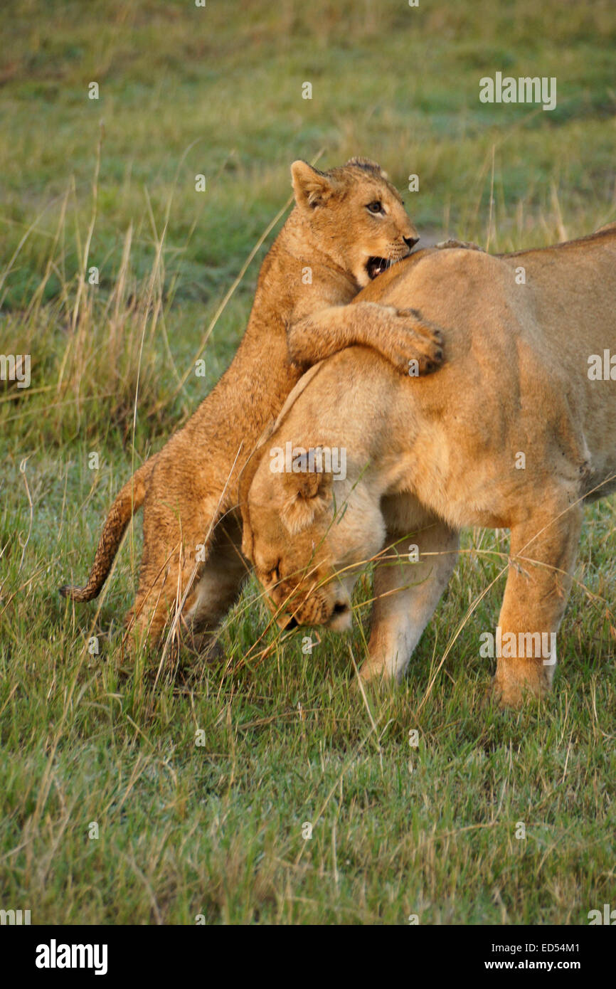 Lion cub salto sulla sua madre, il Masai Mara, Kenya Foto Stock