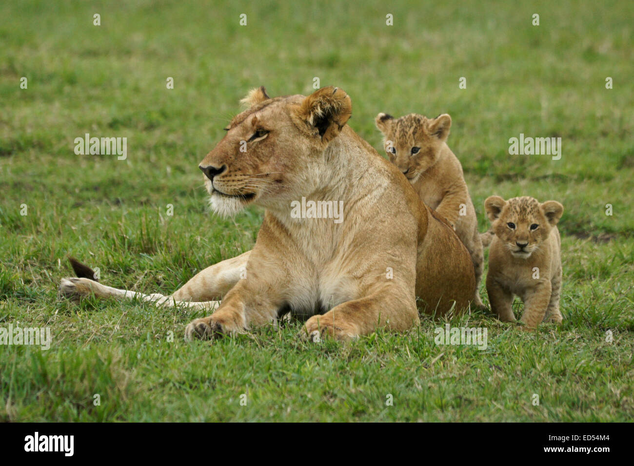 Leonessa con piccole cubs, il Masai Mara, Kenya Foto Stock