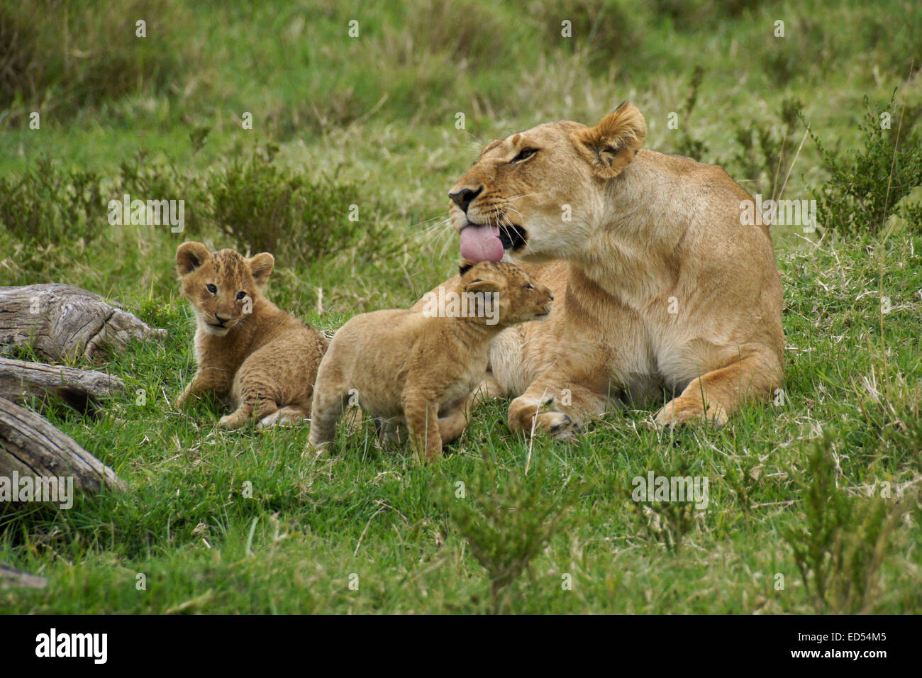 Leonessa con piccole cubs, il Masai Mara, Kenya Foto Stock