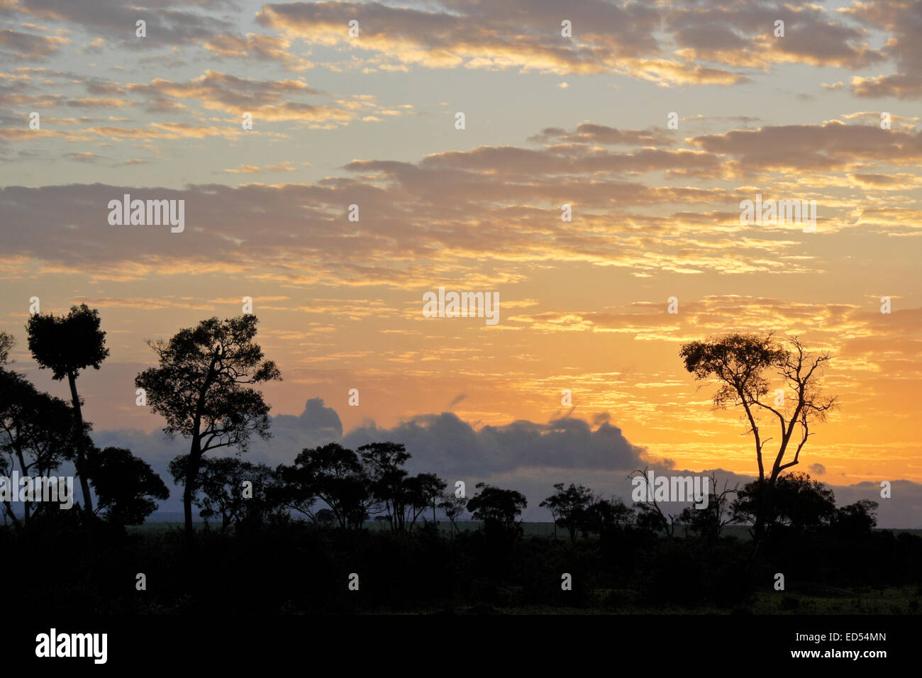 Alba sul Masai Mara, Kenya Foto Stock