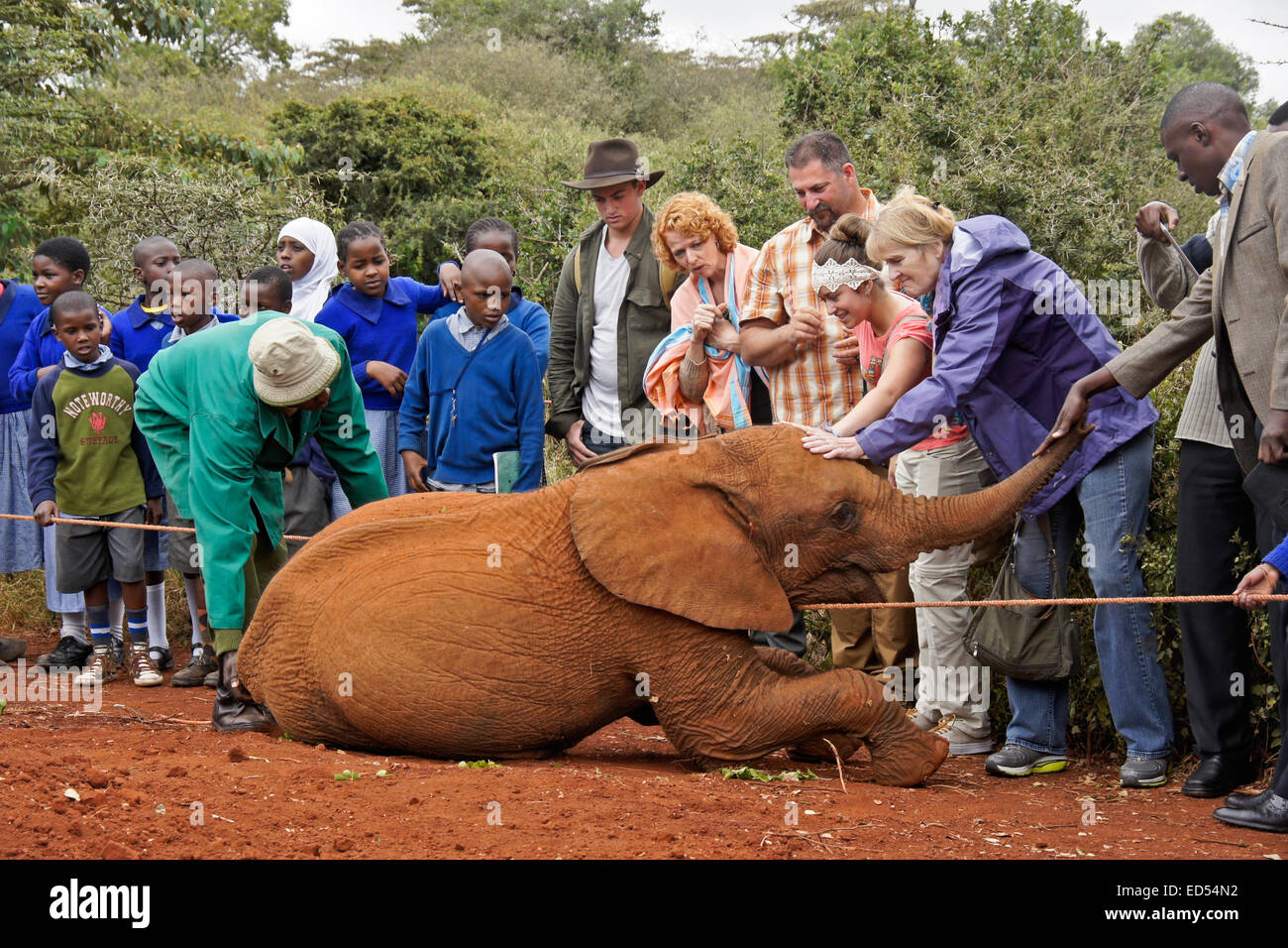 Giovani orfani elefante e il suo custode con i visitatori, Sheldrick Wildlife Trust, Nairobi, Kenia Foto Stock