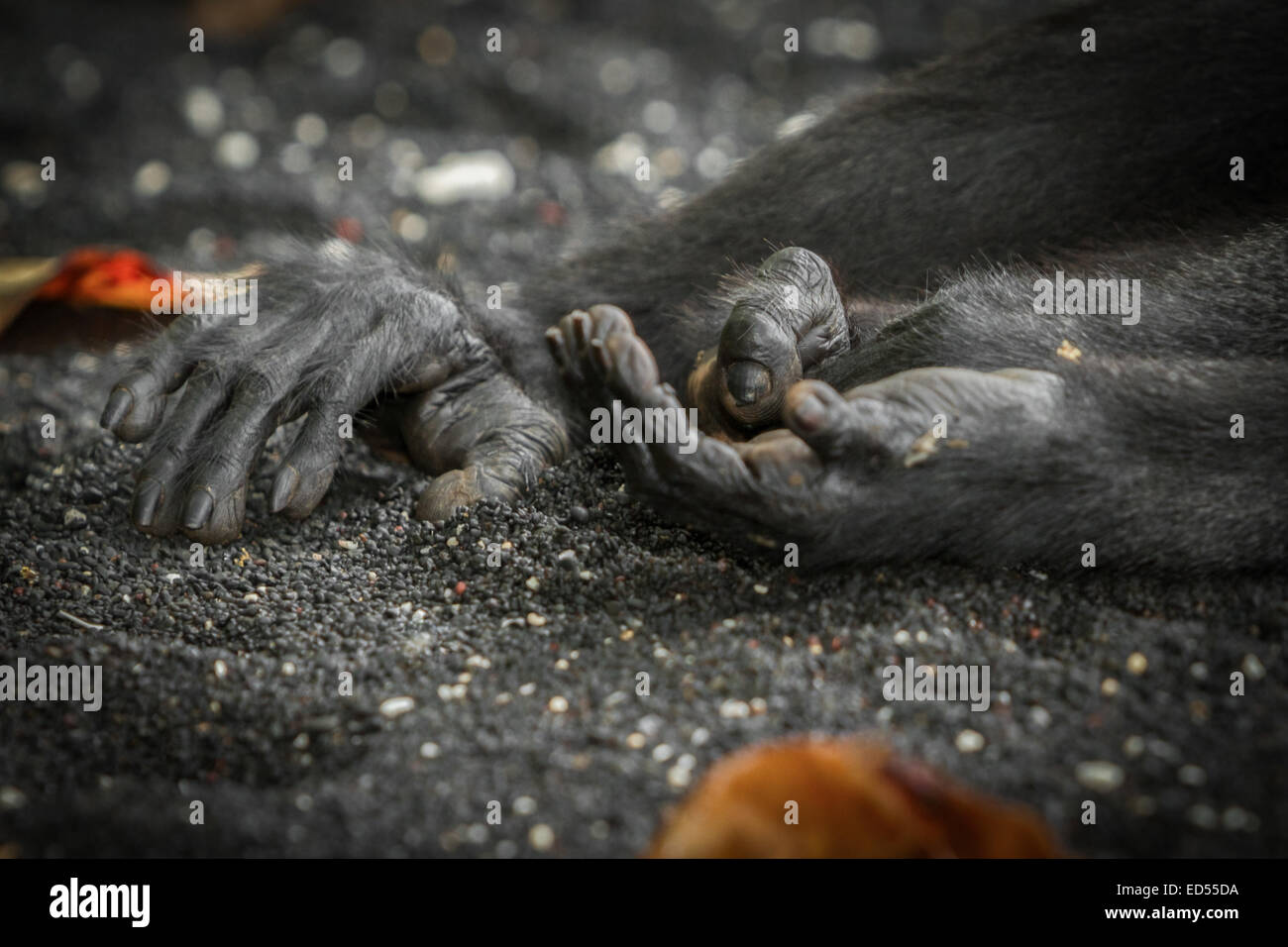 Mani e piede destro di un macaco solawesi con cresta nera (Macaca nigra) che sta prendendo un pisolino sulla spiaggia di Tangkoko, Sulawesi Nord, Indonesia. Foto Stock