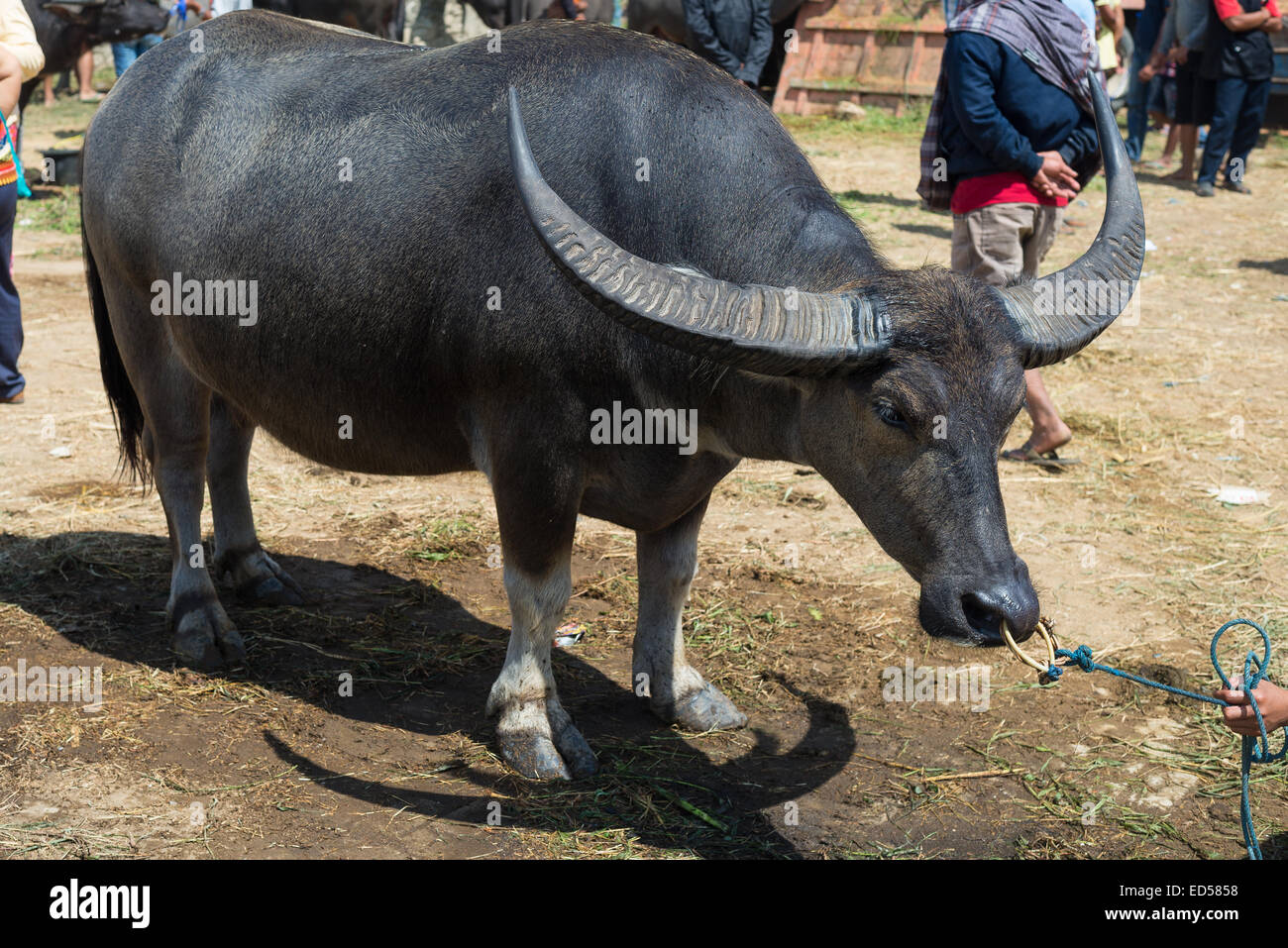 Buffalo per vendere nella famosa outdoor mercato del bestiame, che si tiene ogni 6 giorni in Bolu, Rantepao Tana Toraja, Sulawesi Sud, Indon Foto Stock