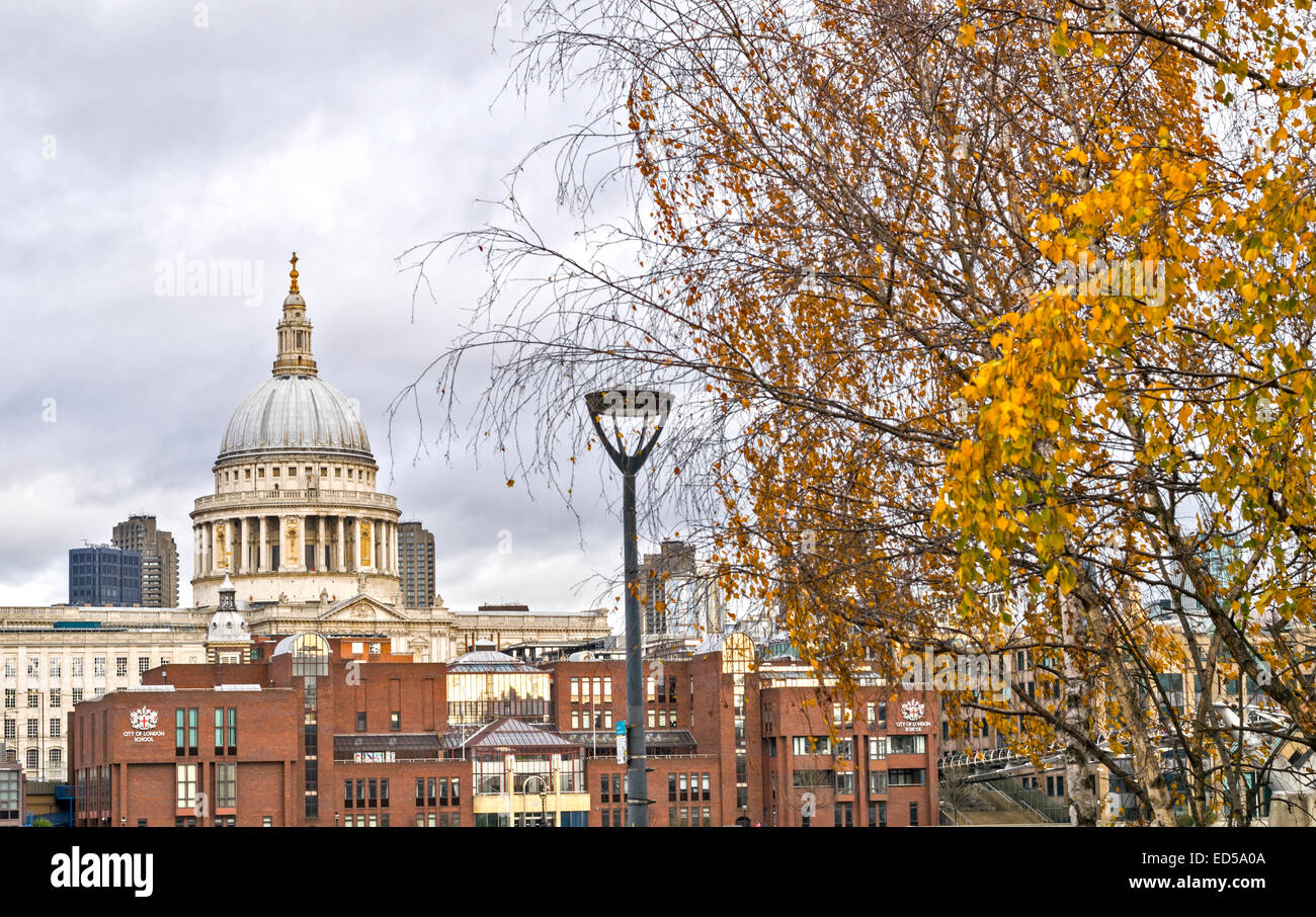LONDON ST. La CATTEDRALE DI SAN PAOLO CON BETULLA IN INVERNO E FOGLIE DI GIALLO Foto Stock