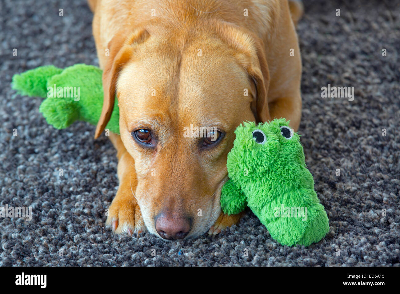 Il Labrador giallo con peluche ritratto Foto Stock