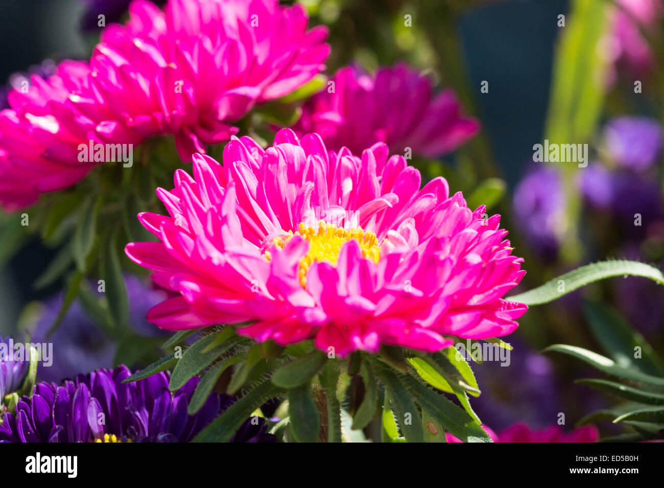 Close-up di grande fiore viola Foto Stock