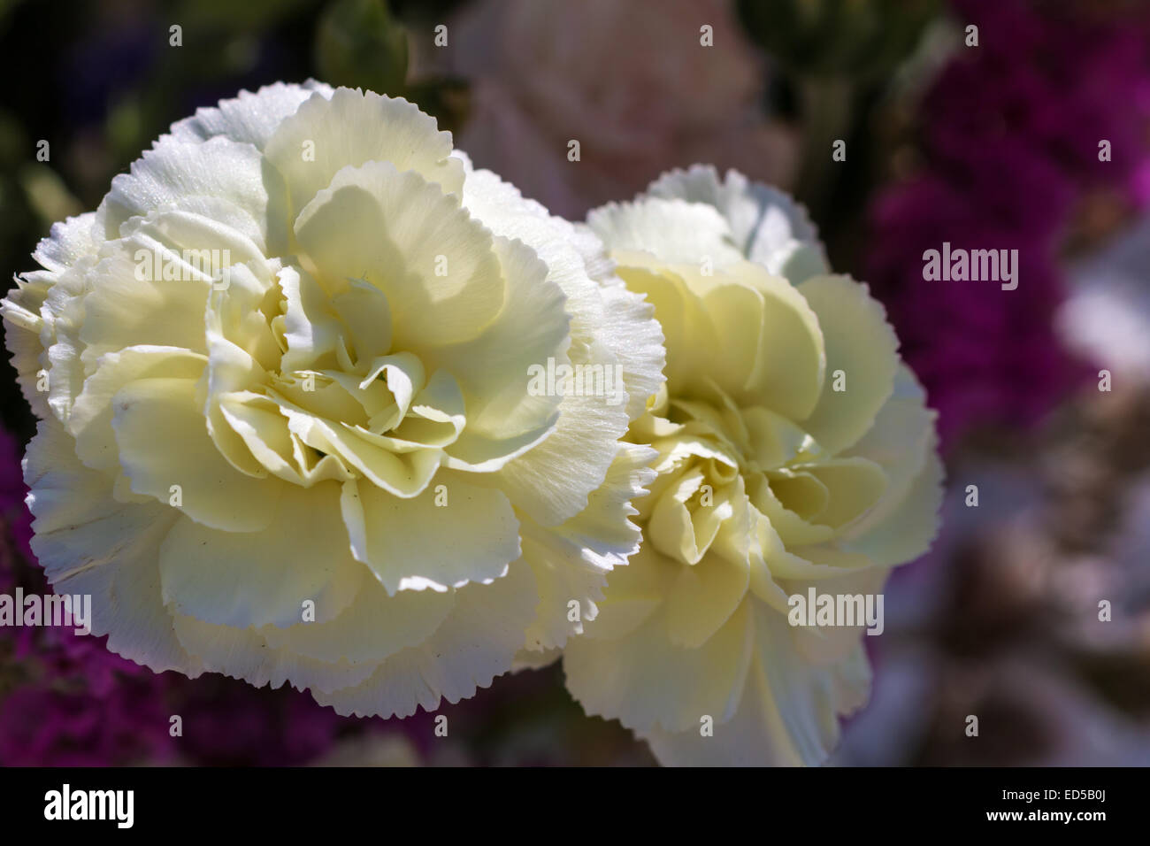 Close-up di grande fiore bianco Foto Stock
