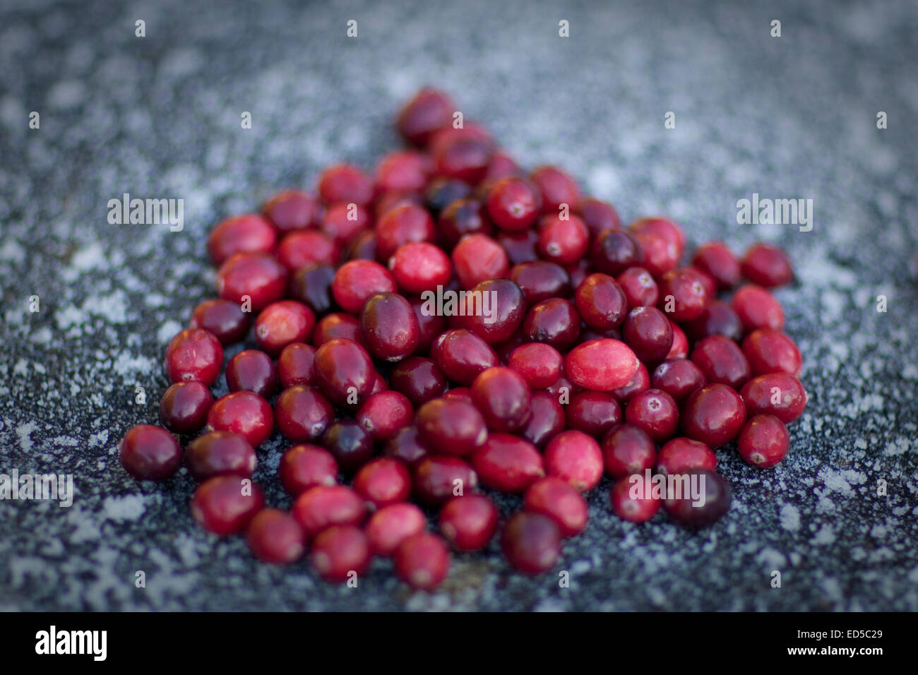 Appena raccolto di mirtilli rossi in un freddo, superficie di pietra. Foto Stock