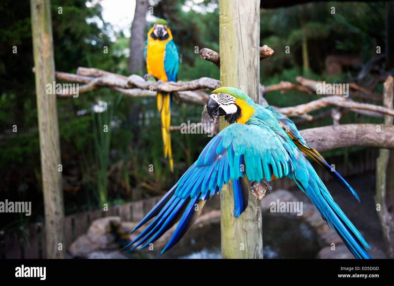 Una coppia di blu e giallo Macaws visualizzando il gesto e colori brillanti (Ara ararauna) Foto Stock