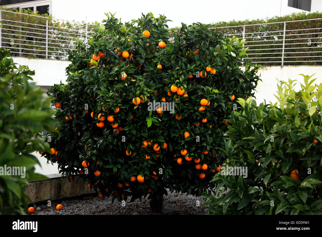 Arancio amaro albero in Evora. Foto Stock
