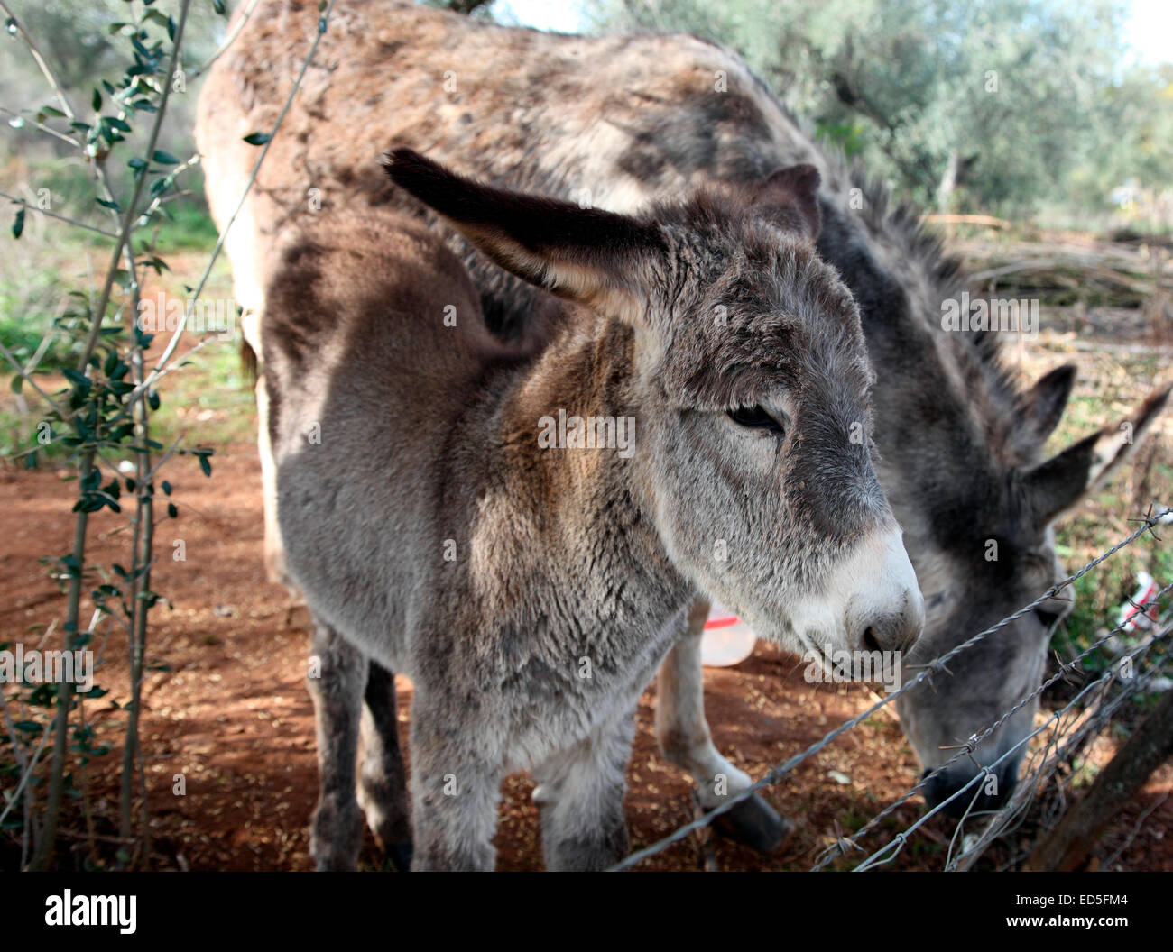 Asino spagnolo nel villaggio di Corteconcepcion. Foto Stock