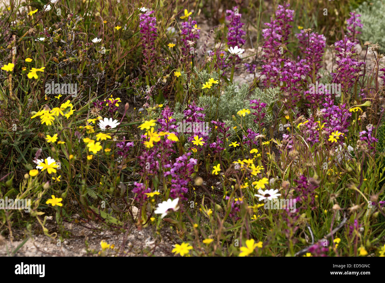 Fiori, Columbine Riserva Naturale, Paternoster, Capo Occidentale, Sud Africa Foto Stock