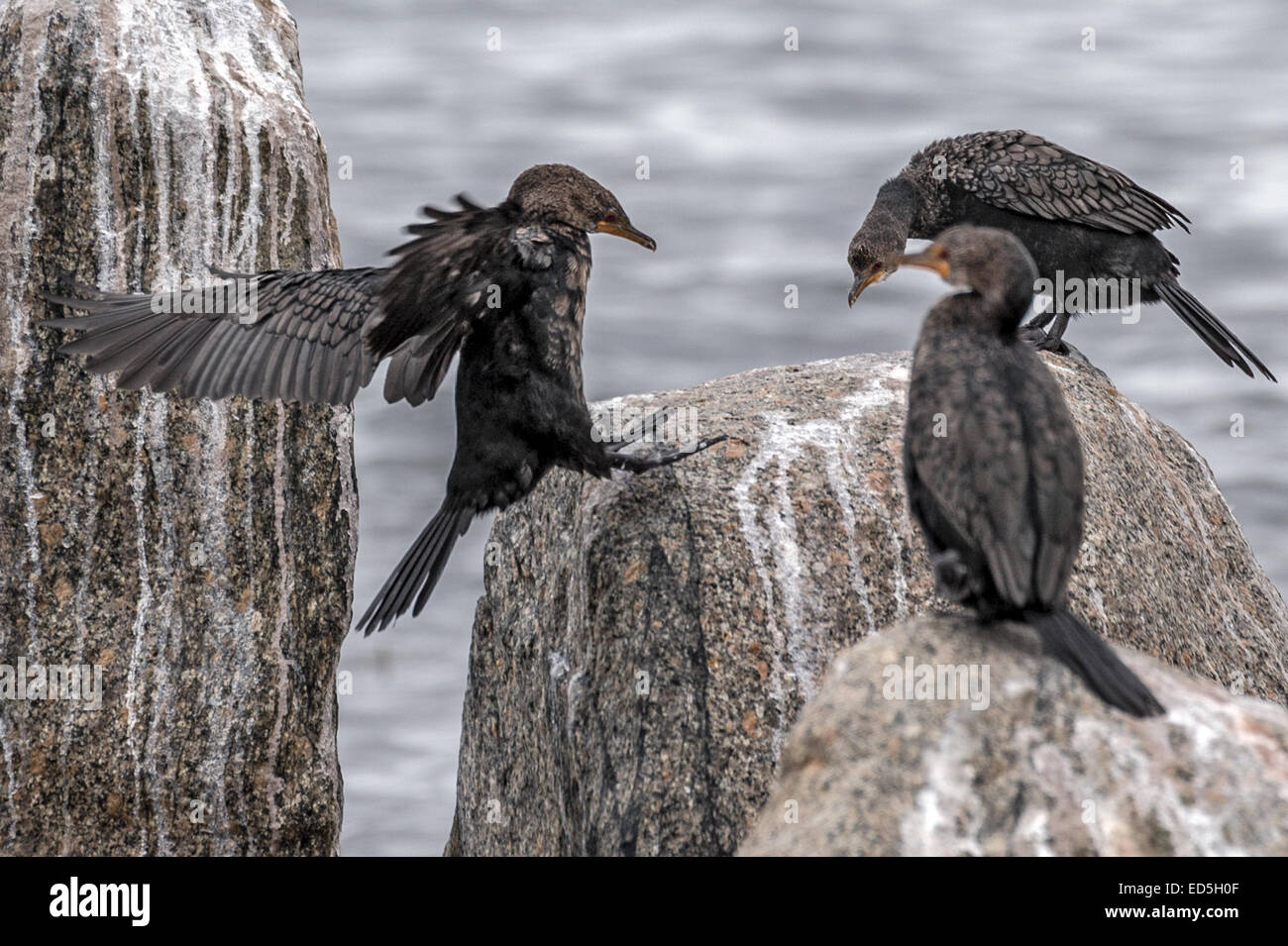 Capo cormorano aka Capo shag, Phalacrocorax capensis, Britannia Bay, Capo Occidentale, Sud Africa Foto Stock