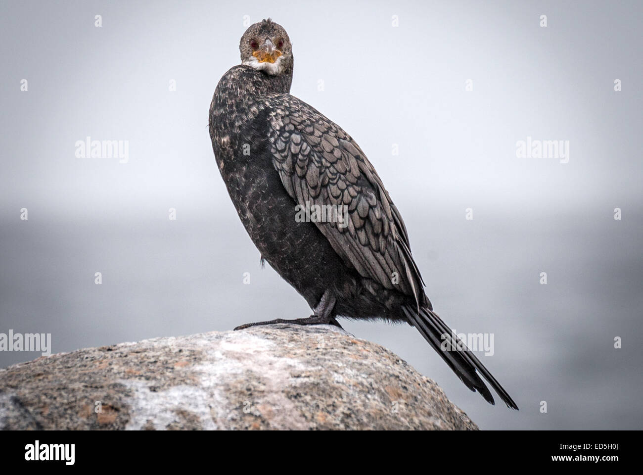 Capo cormorano aka Capo shag, Phalacrocorax capensis, Britannia Bay, Capo Occidentale, Sud Africa Foto Stock