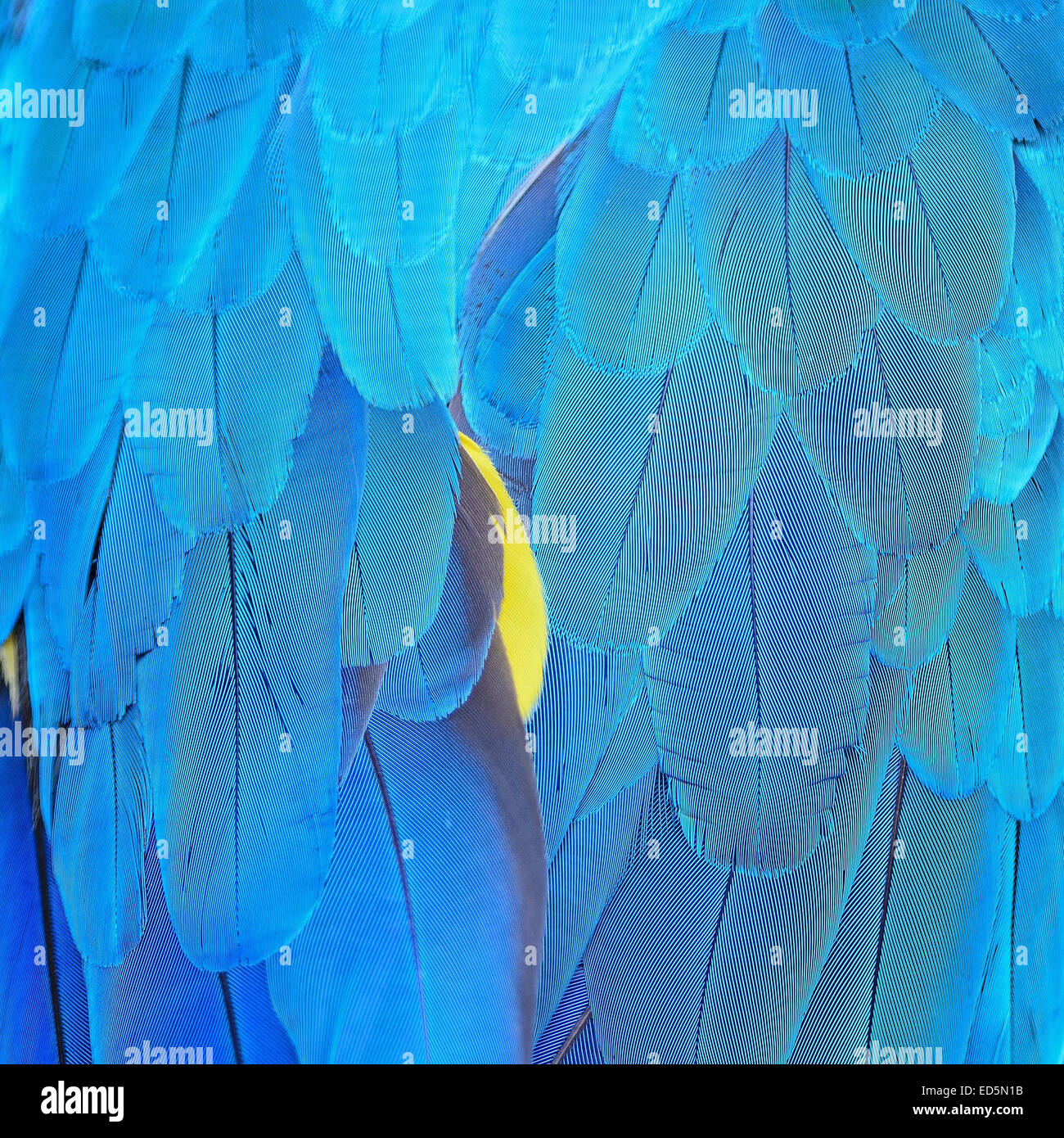 Colorate piume di uccelli, blu e oro Macaw piume sfondo Foto Stock