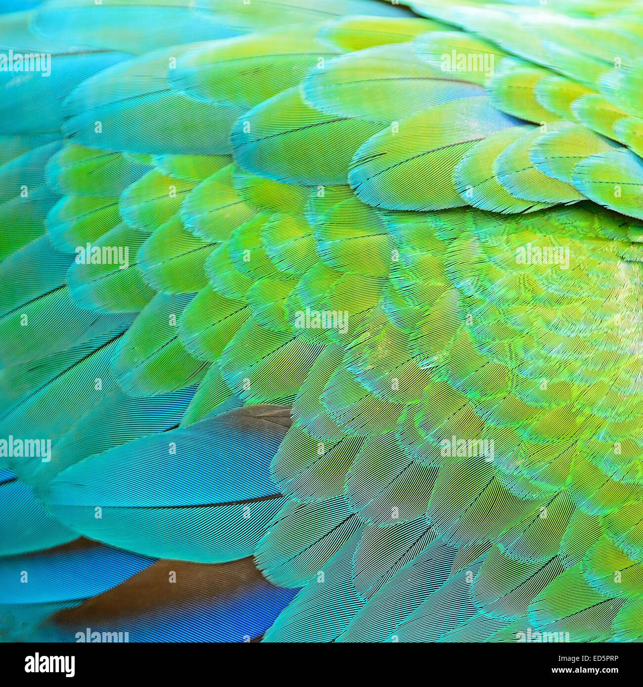 Piume colorate, Arlecchino Macaw feathers texture di sfondo Foto Stock