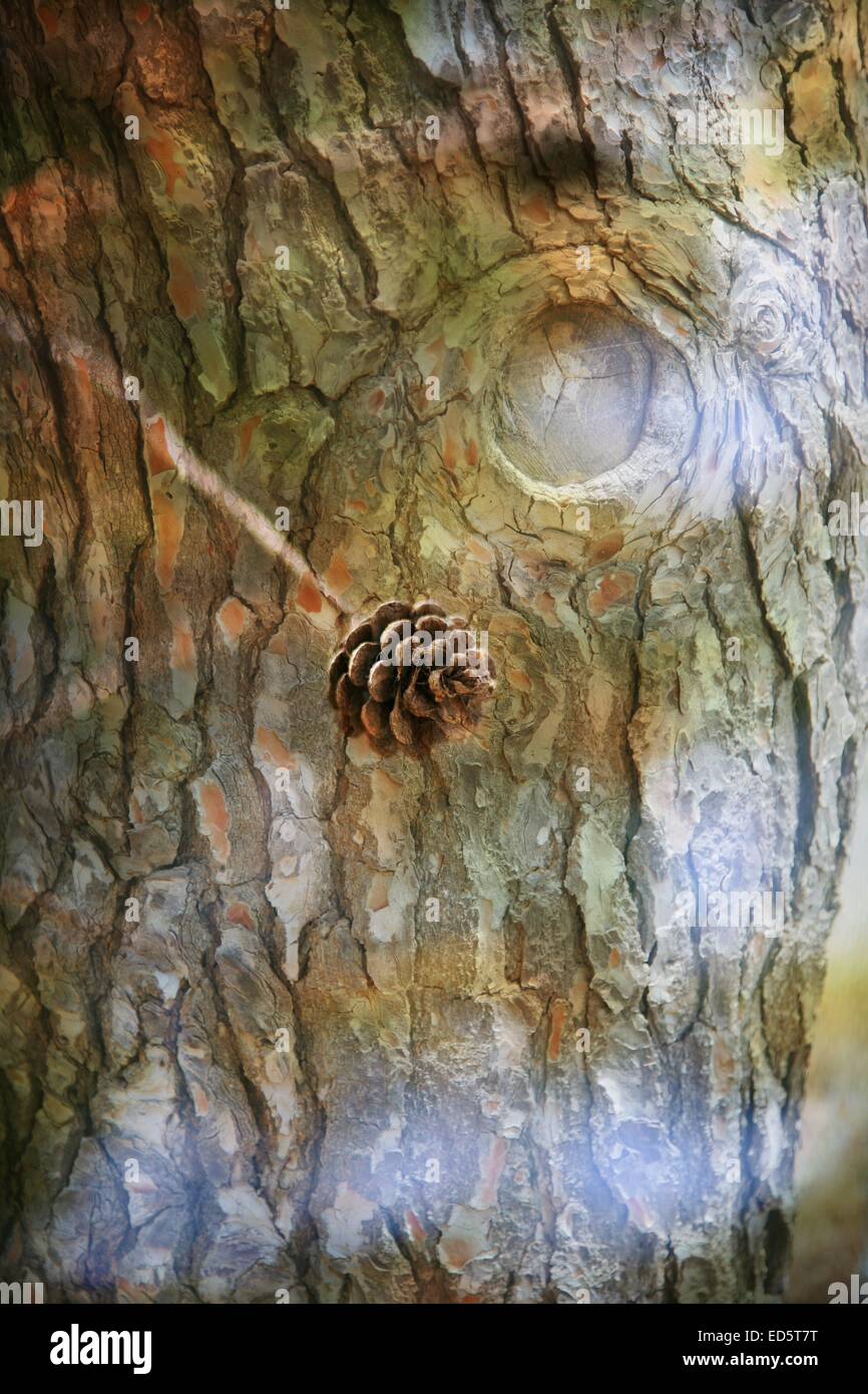 Doppia esposizione di oggetti floreali Foto Stock