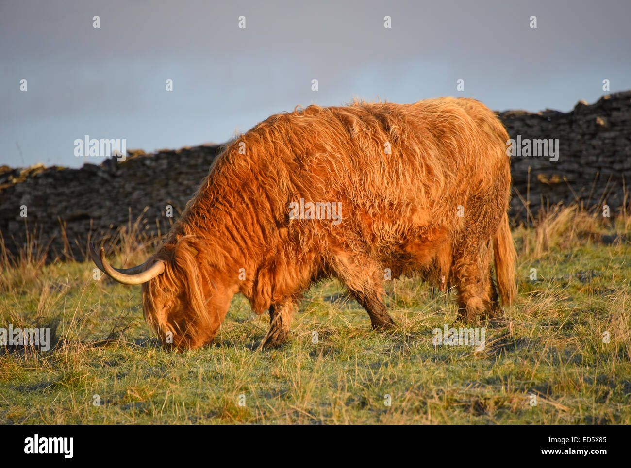 Razza Highland di capi di bestiame. Boll. Foto Stock