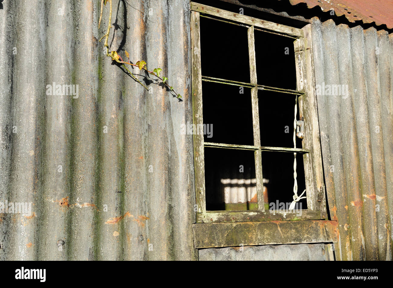 La riflessione si vede attraverso un fatiscente finestra in legno di un vecchio ferro corrugato capannone Carmarthen Foto Stock