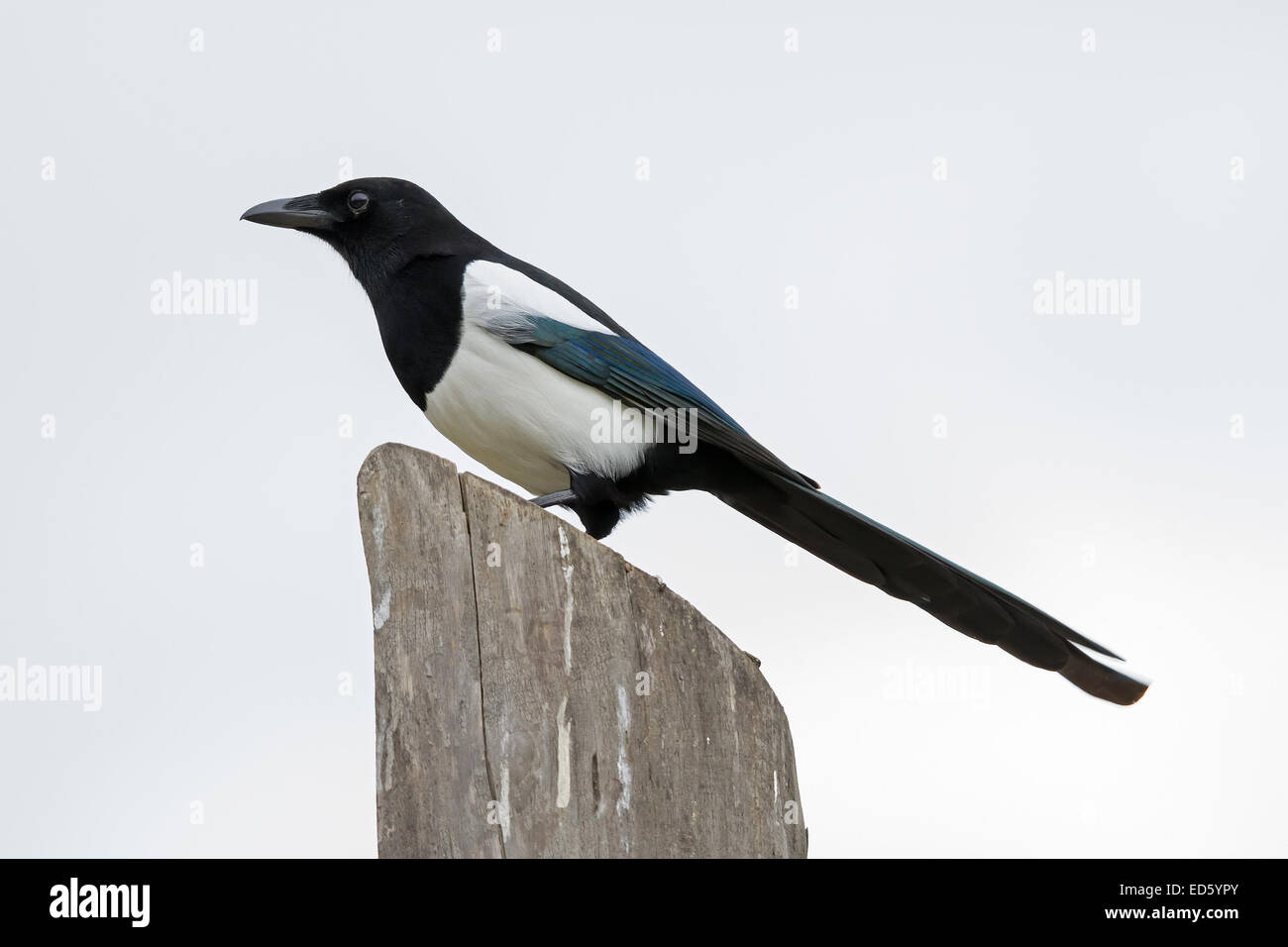 Un comune Gazza (Pica pica) su un palo di legno Foto Stock