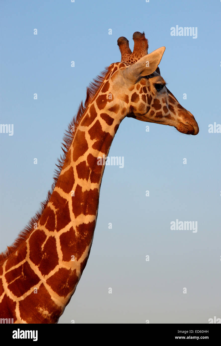 Le giraffe all'Attica Zoological Park, a Spata, molto vicino ad Atene, Attica, Grecia Foto Stock